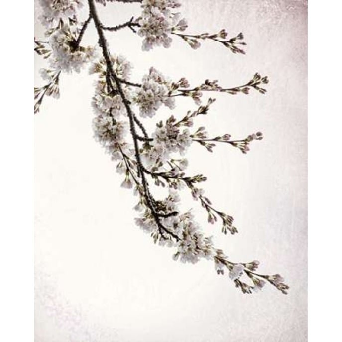 Flowering Cherry I Poster Print by Kathy Mahan-VARPDXPSMHN712 Image 2