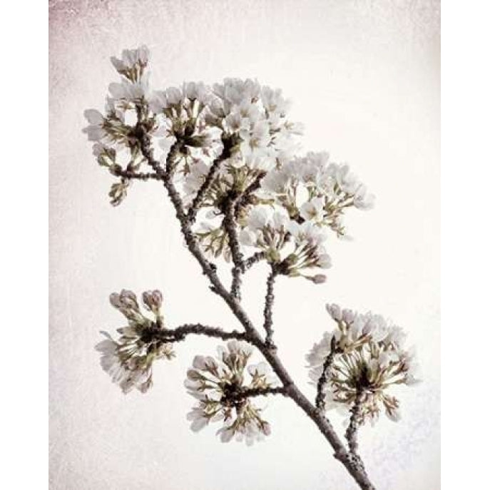 Flowering Cherry II Poster Print by Kathy Mahan-VARPDXPSMHN713 Image 2