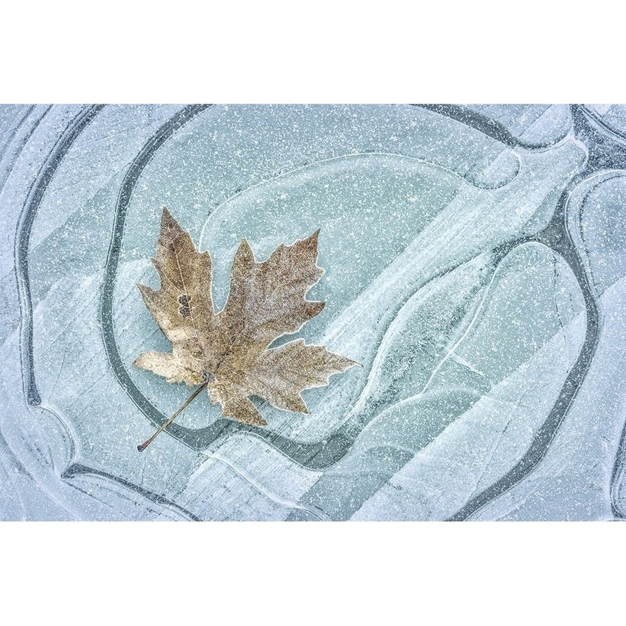 Frosty Leaf on Ice I Poster Print by Kathy Mahan-VARPDXPSMHN728 Image 1