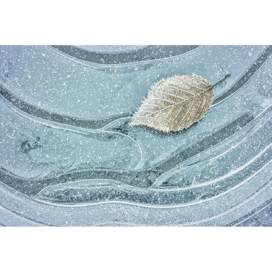 Frosty Leaf on Ice II Poster Print by Kathy Mahan-VARPDXPSMHN729 Image 1