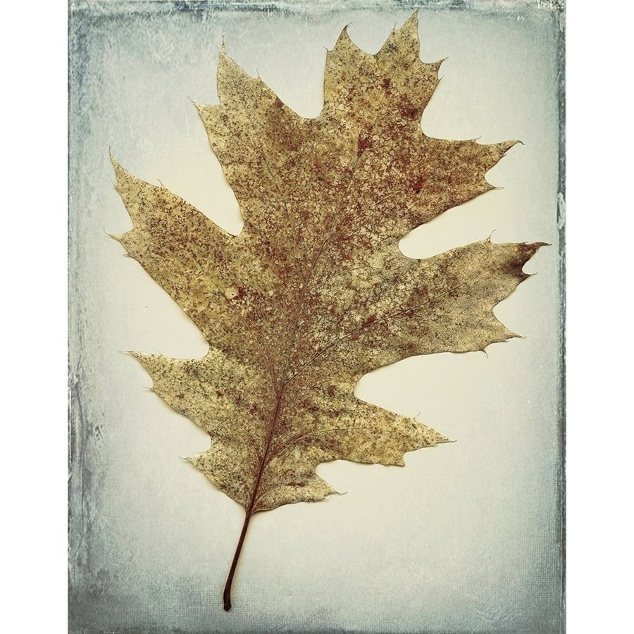 Oak Leaf Poster Print by Kathy Mahan-VARPDXPSMHN730 Image 1