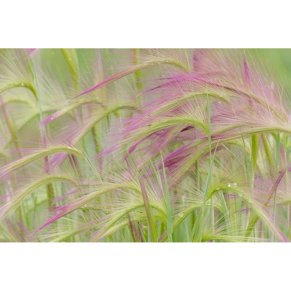 Foxtail Barley II Poster Print by Kathy Mahan-VARPDXPSMHN744 Image 1