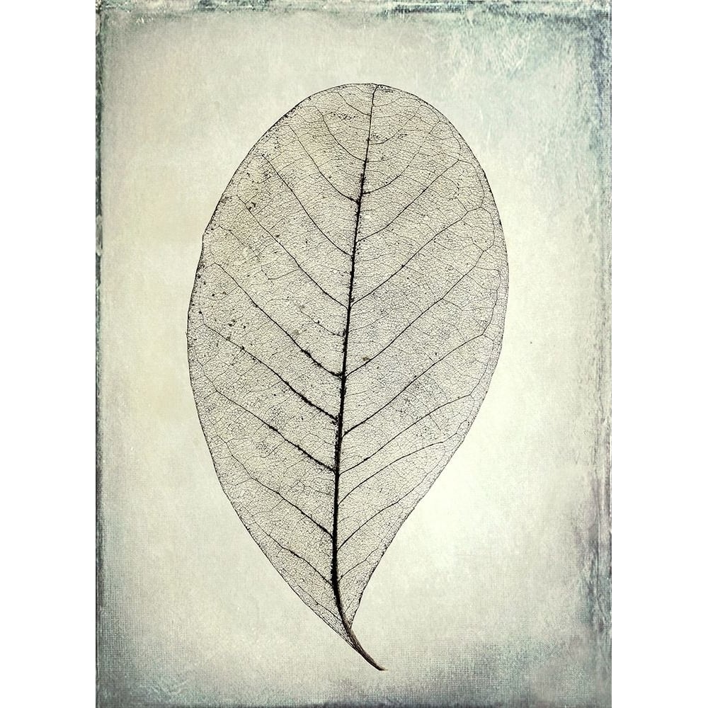 Skeletonized leaf Poster Print by Kathy Mahan-VARPDXPSMHN731 Image 1