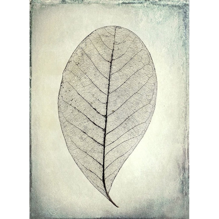 Skeletonized leaf Poster Print by Kathy Mahan-VARPDXPSMHN731 Image 1