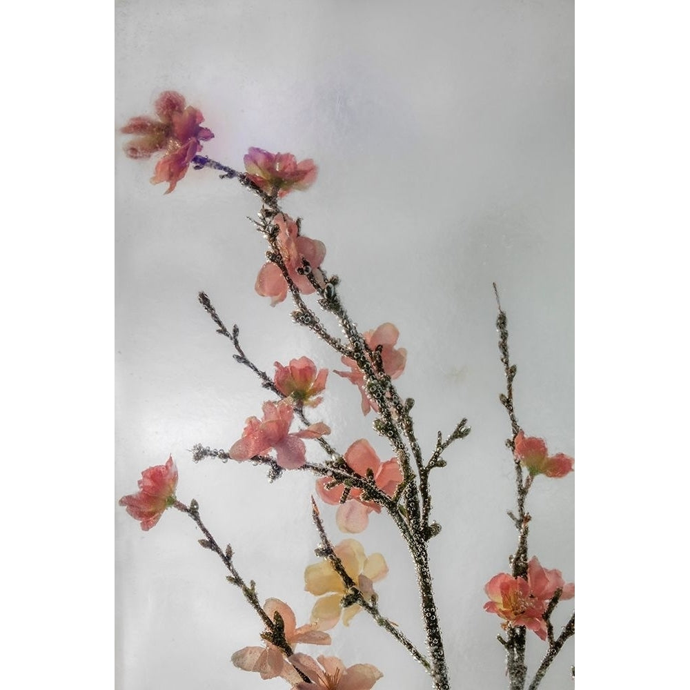 Frozen Flowers I Poster Print by Kathy Mahan-VARPDXPSMHN747 Image 1