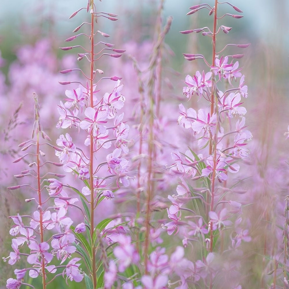 Fireweed II Poster Print by Kathy Mahan-VARPDXPSMHN746 Image 1