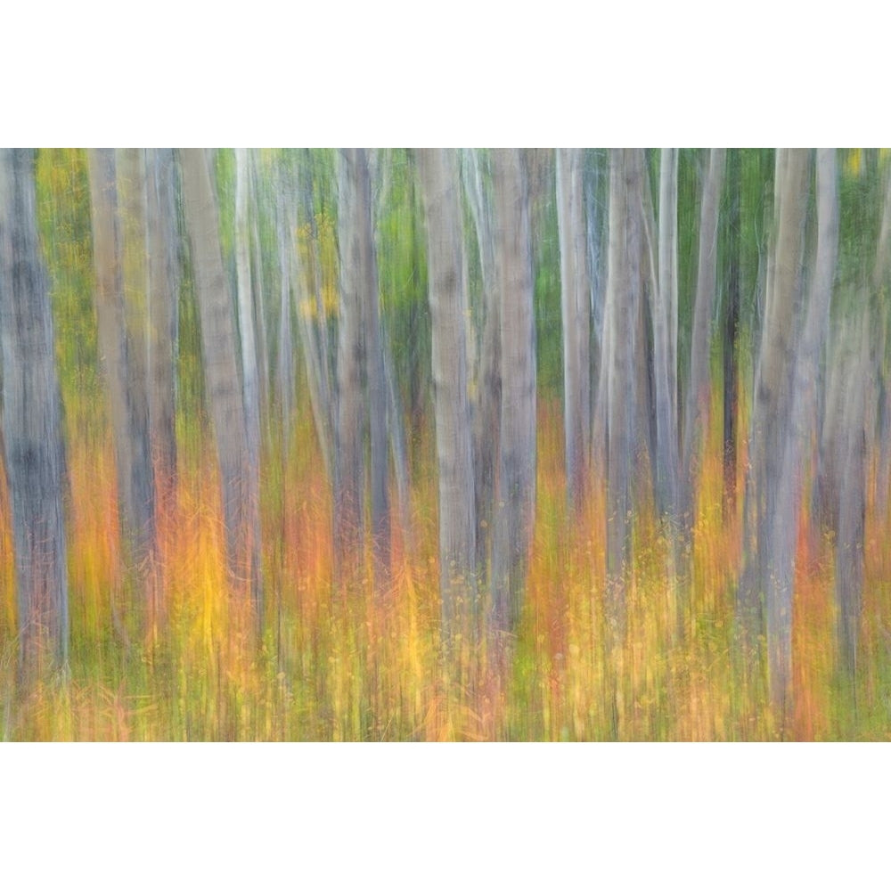 Aspen in Motion I Poster Print by Kathy Mahan-VARPDXPSMHN761 Image 1