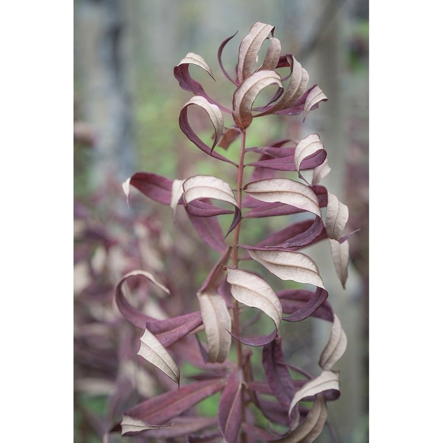 Fireweed in Fall I Poster Print by Kathy Mahan-VARPDXPSMHN767 Image 1