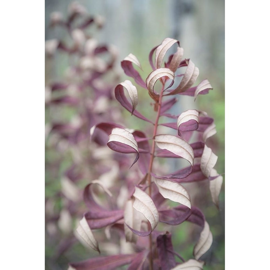 Fireweed in Fall II Poster Print by Kathy Mahan-VARPDXPSMHN768 Image 1