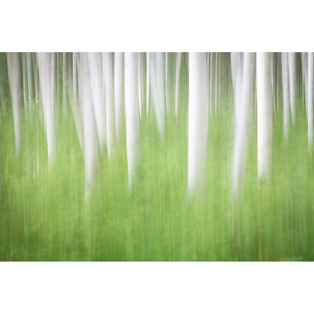 Birch in Motion Poster Print by Kathy Mahan-VARPDXPSMHN760 Image 1