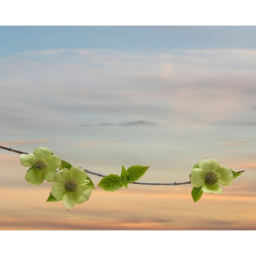 Dogwood at Sunset II Poster Print by Kathy Mahan-VARPDXPSMHN800 Image 1