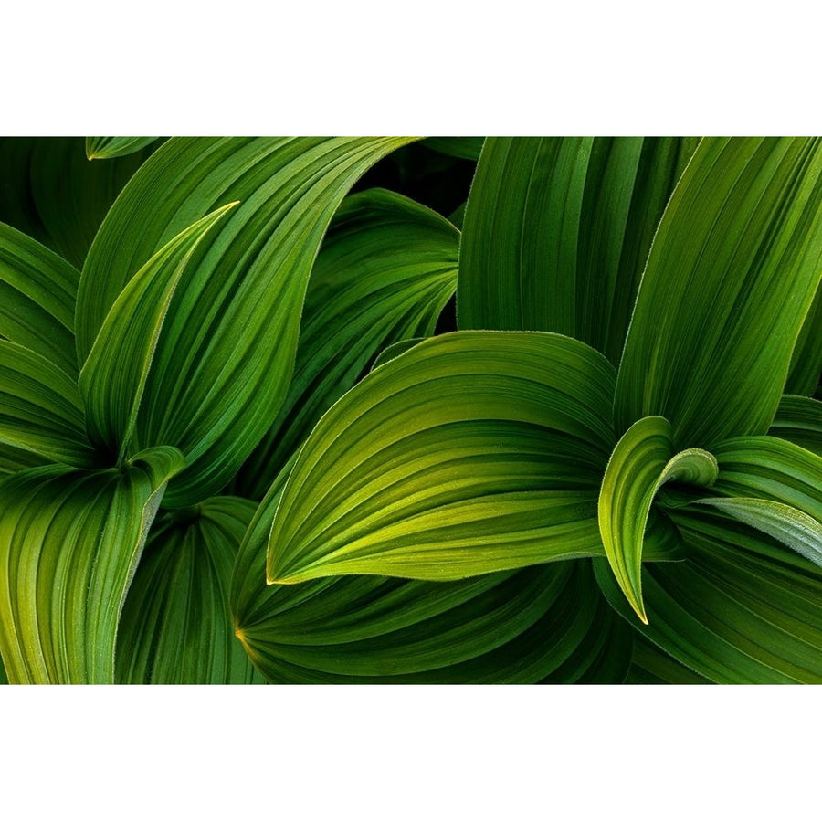 False Hellebore I Poster Print by Kathy Mahan-VARPDXPSMHN811 Image 1