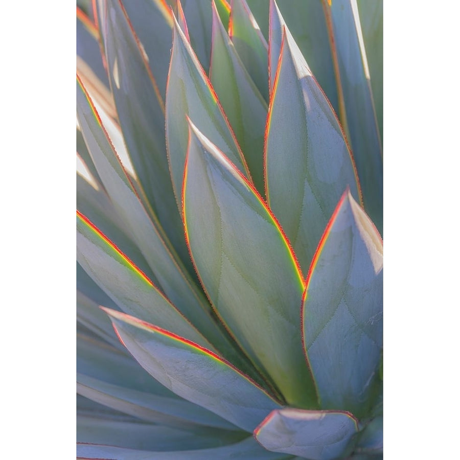 California Agave II Poster Print by Kathy Mahan-VARPDXPSMHN816 Image 1