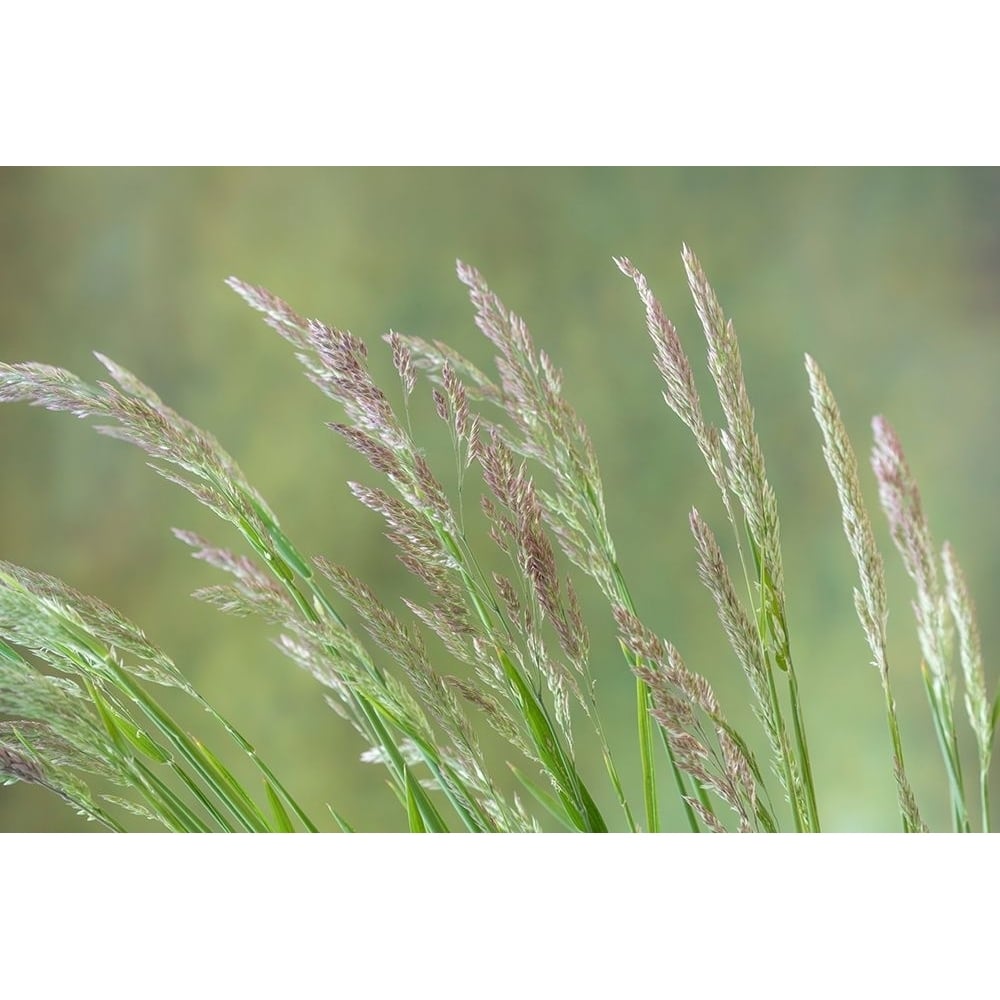 Velvet Grass II Poster Print by Kathy Mahan-VARPDXPSMHN804 Image 1