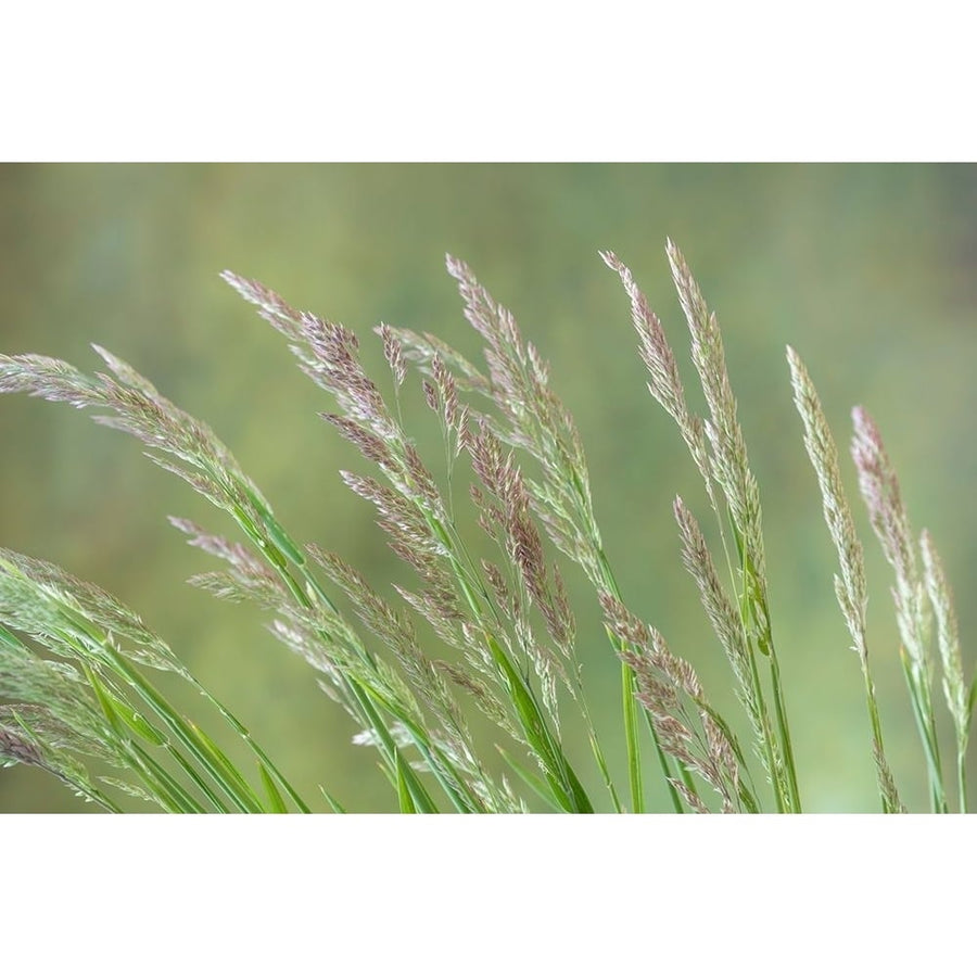 Velvet Grass II Poster Print by Kathy Mahan-VARPDXPSMHN804 Image 1