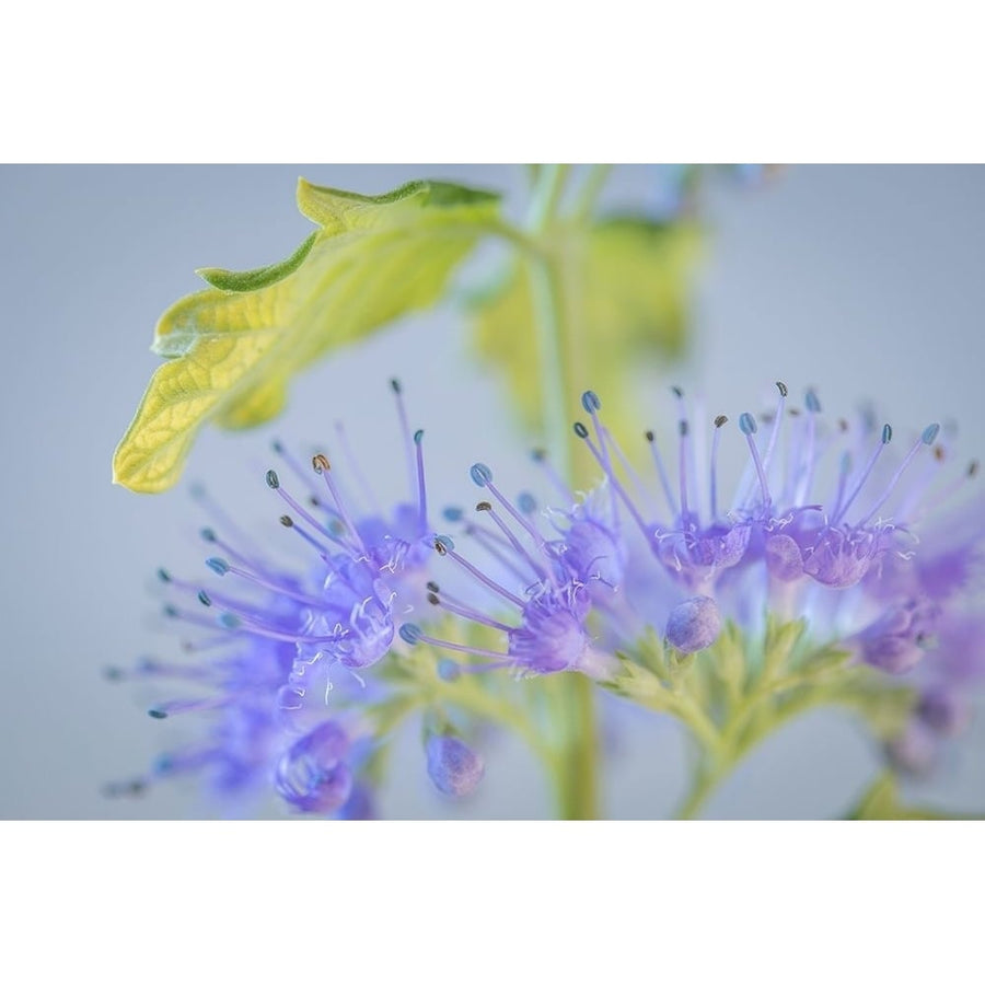 Caryopteris IV Poster Print by Kathy Mahan-VARPDXPSMHN820 Image 1