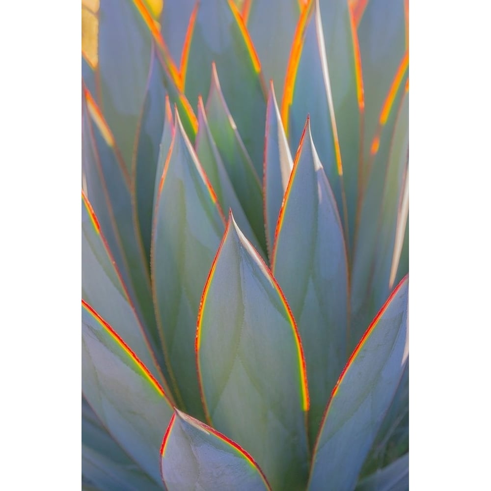 California Agave I Poster Print by Kathy Mahan-VARPDXPSMHN815 Image 1