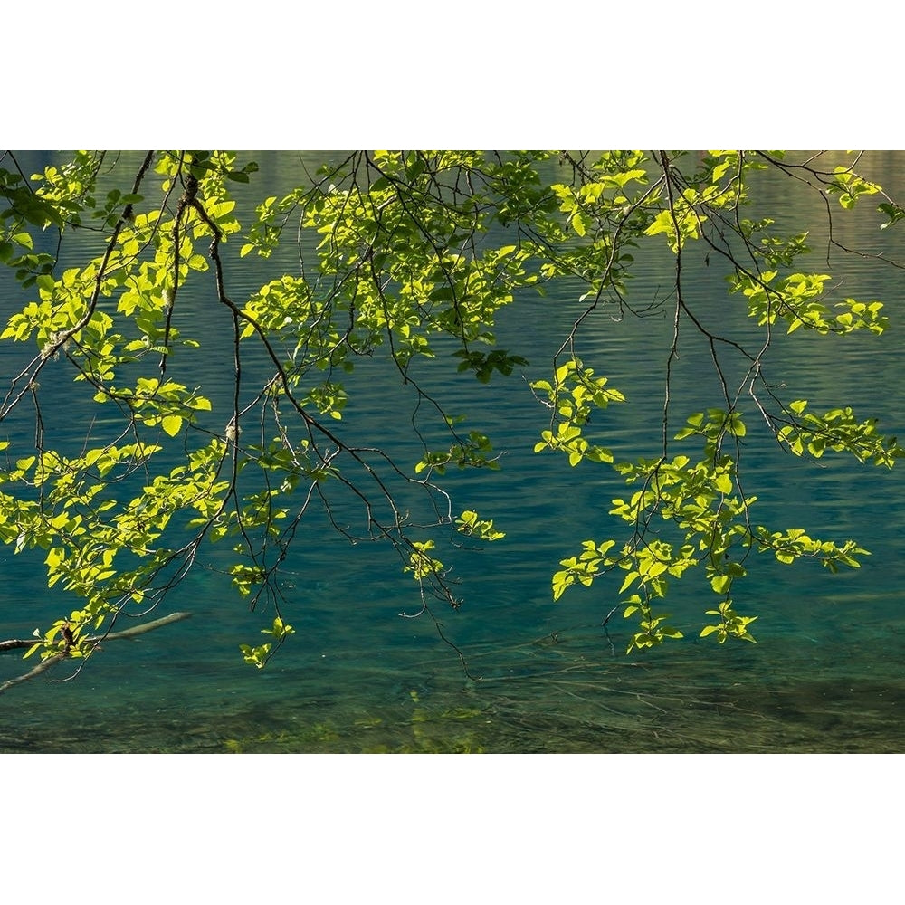 Overhanging Alder Trees II Poster Print by Kathy Mahan-VARPDXPSMHN832 Image 1