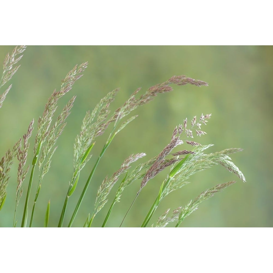 Velvet Grass I Poster Print by Kathy Mahan-VARPDXPSMHN803 Image 1