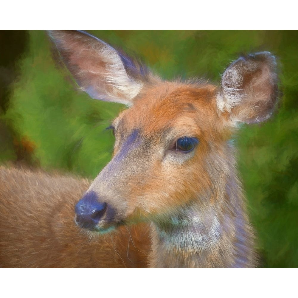 Blacktail Deer II Poster Print by Kathy Mahan-VARPDXPSMHN828 Image 1