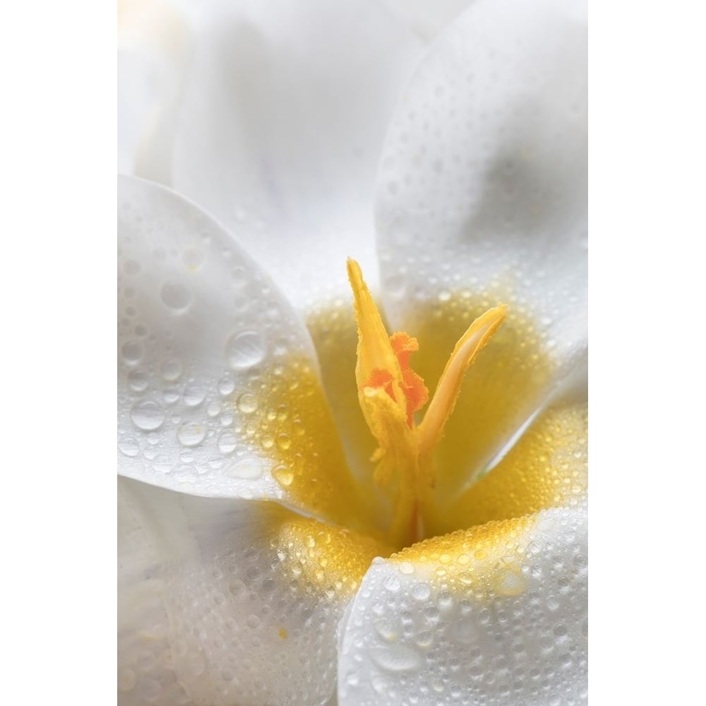 White Crocus Blossoms II Poster Print by Kathy Mahan-VARPDXPSMHN868 Image 1