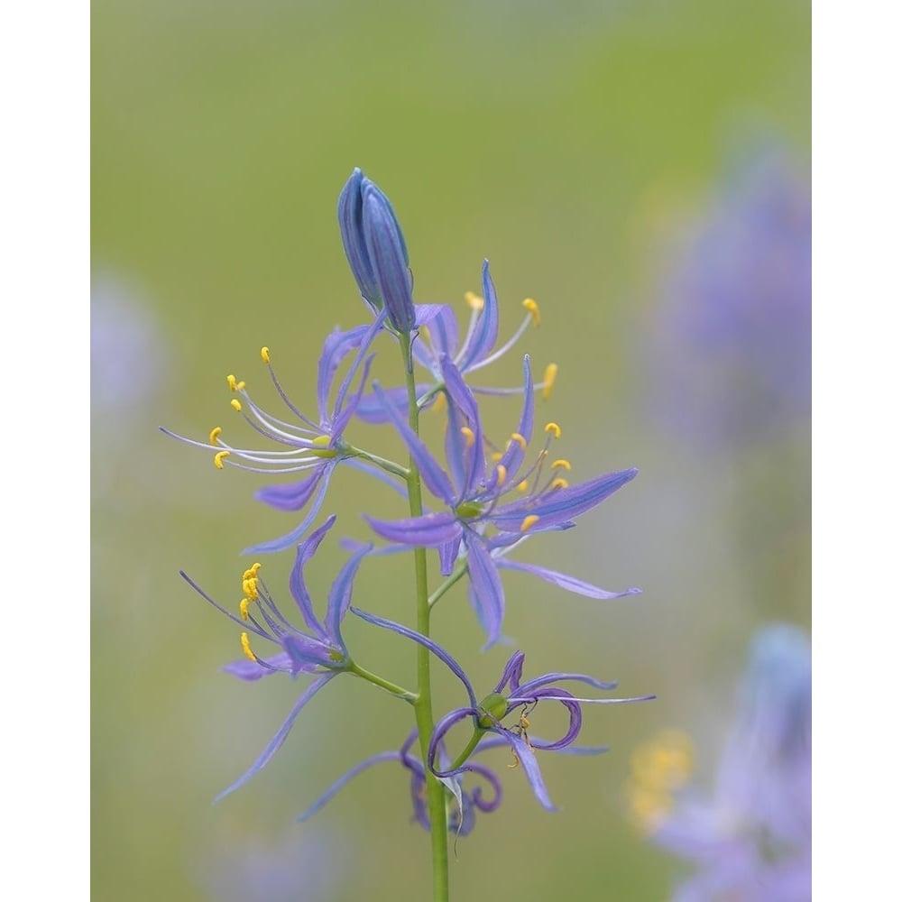 Camas Blossoms Poster Print by Kathy Mahan-VARPDXPSMHN873 Image 1