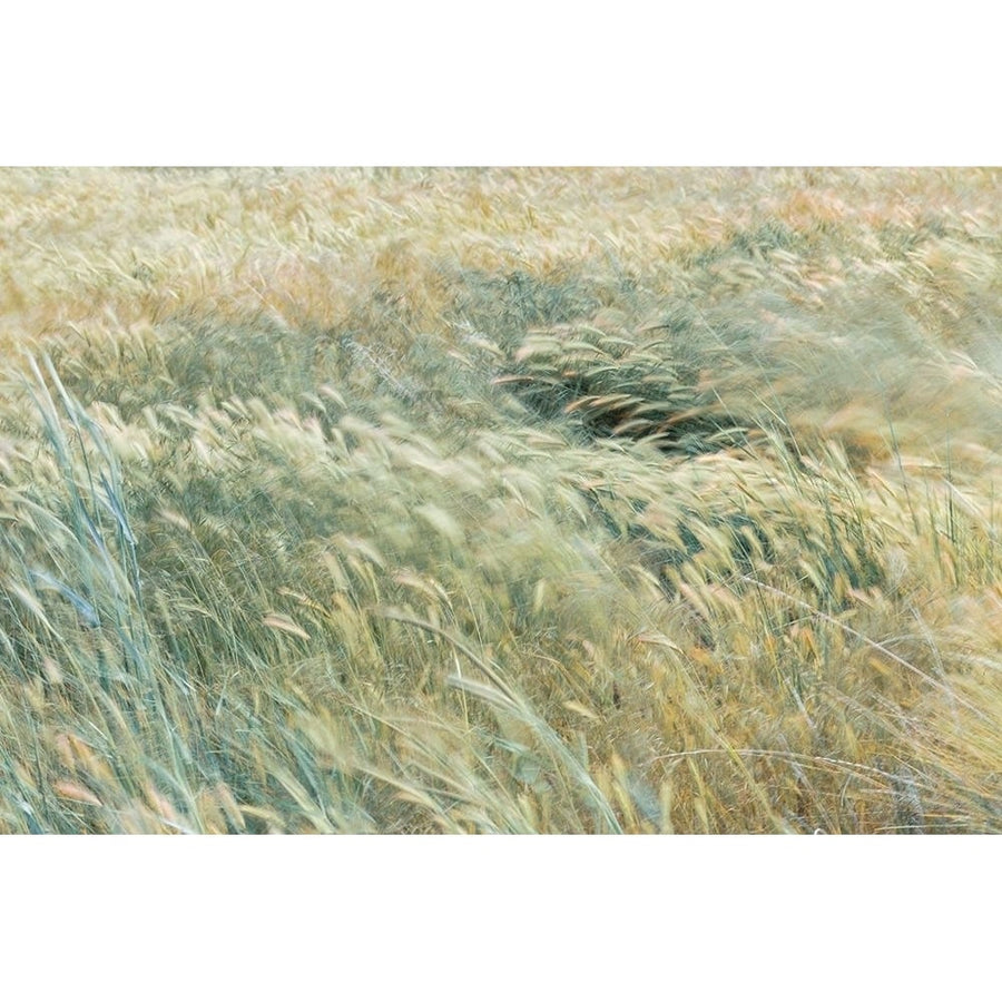 Foxtail Barley II Poster Print by Kathy Mahan-VARPDXPSMHN854 Image 1