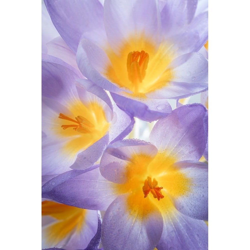 Crocus Blooms II Poster Print by Kathy Mahan-VARPDXPSMHN866 Image 1