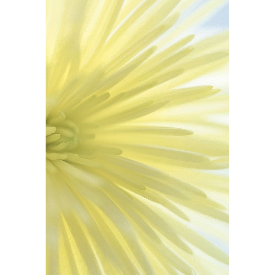 Yellow Chrysanthemum I Poster Print by Kathy Mahan-VARPDXPSMHN883 Image 1