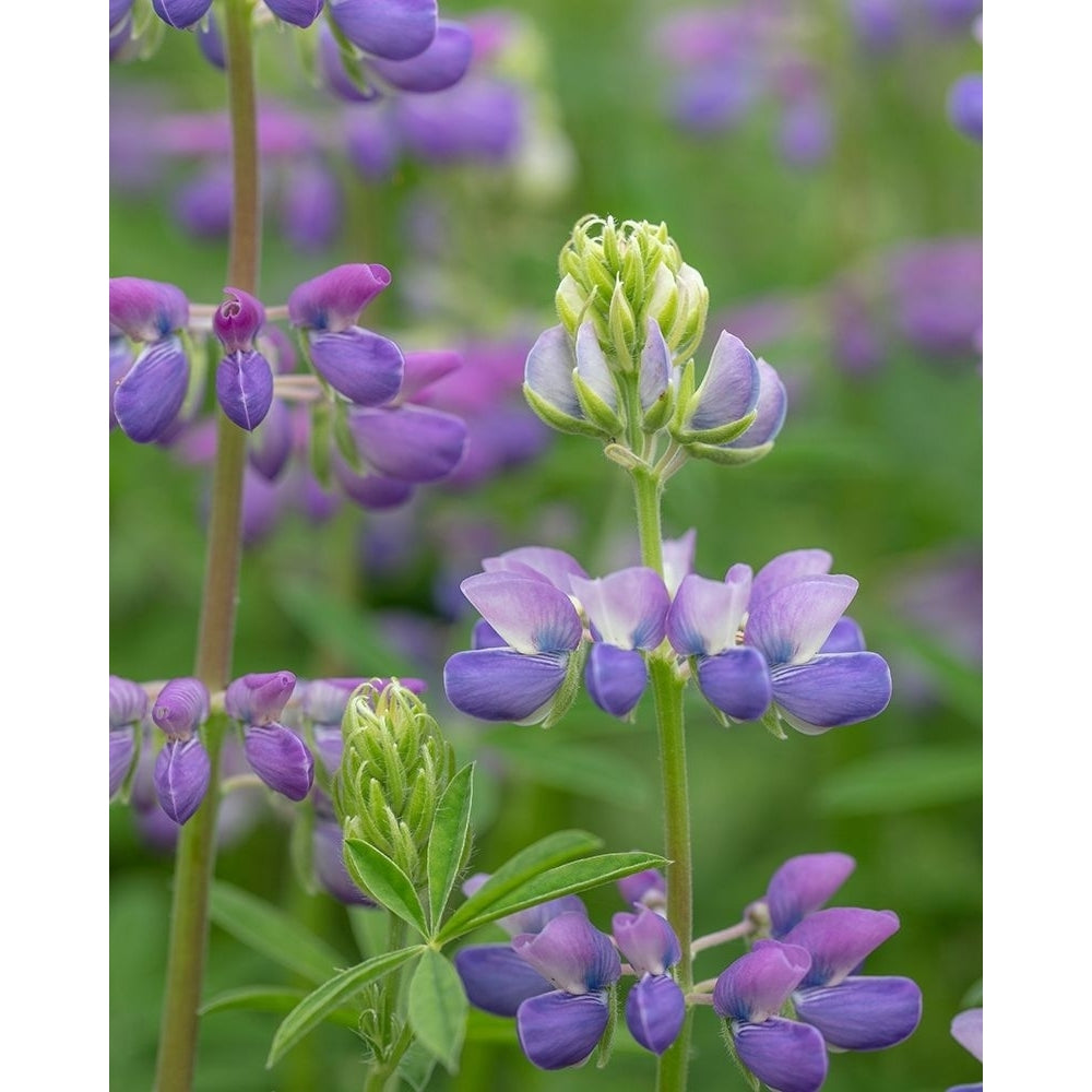 Lupine Blossoms I Poster Print by Kathy Mahan-VARPDXPSMHN871 Image 1