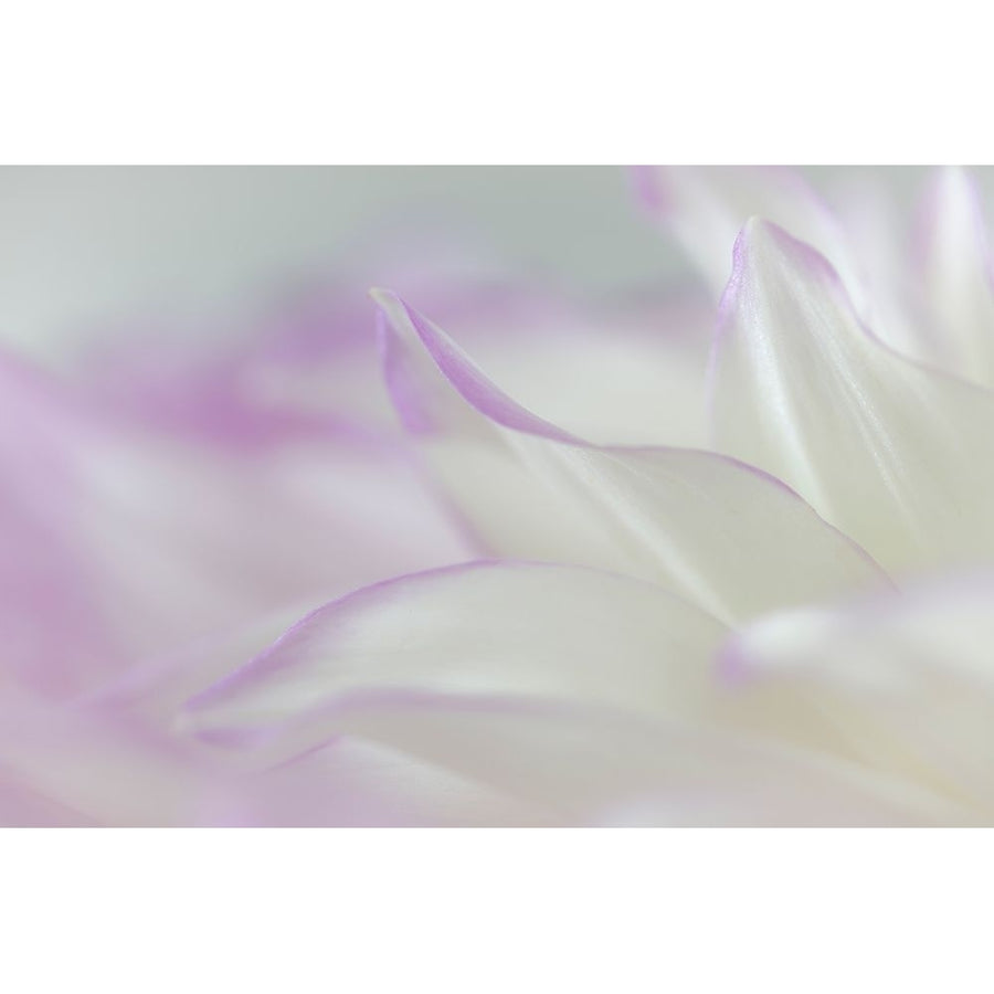 Dahlia Petals II Poster Print by Kathy Mahan-VARPDXPSMHN904 Image 1