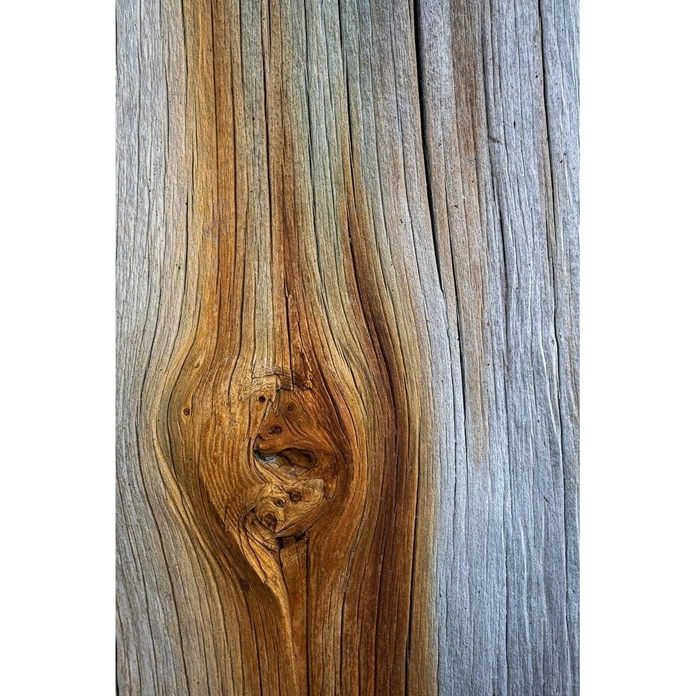 Wood Details III Poster Print by Kathy Mahan-VARPDXPSMHN911 Image 1