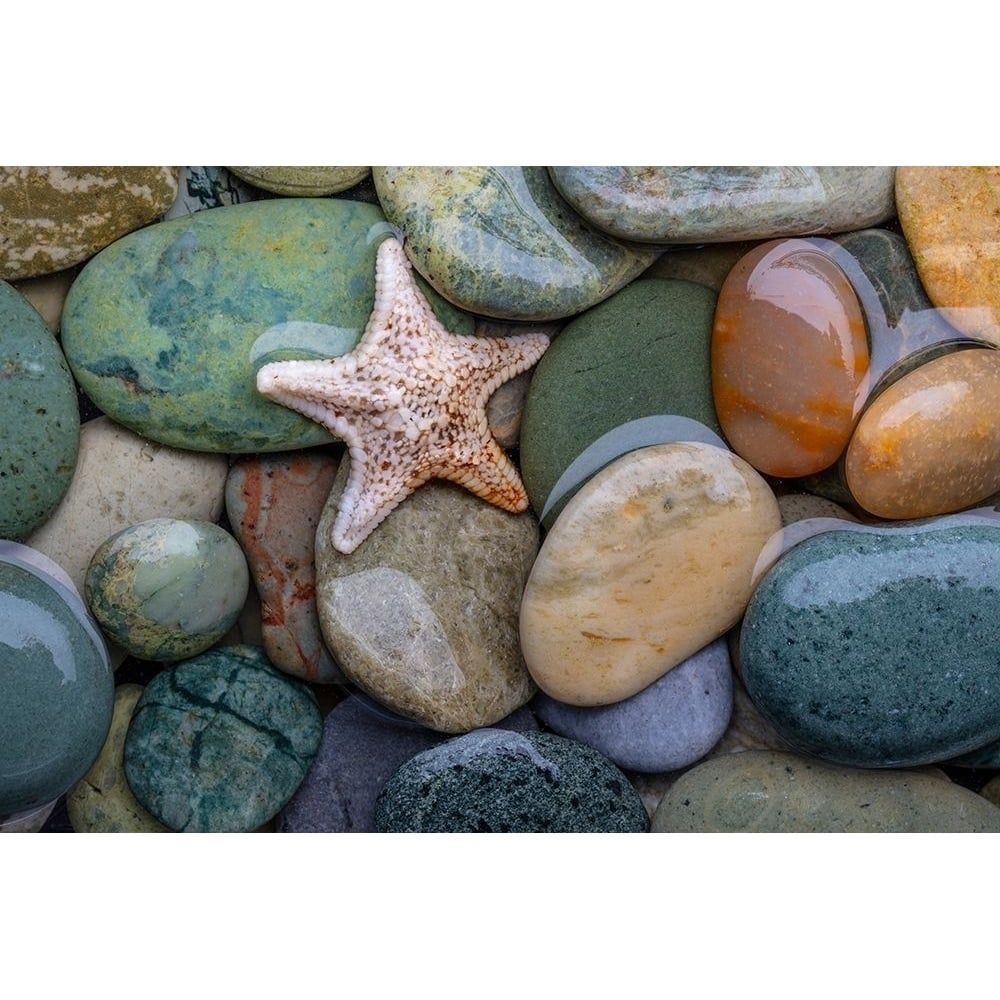 Seastar and Beach Rock Poster Print by Kathy Mahan-VARPDXPSMHN889 Image 1