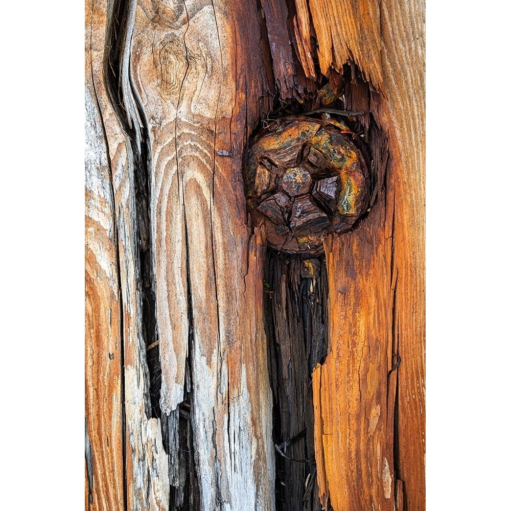 Wood Details I Poster Print by Kathy Mahan-VARPDXPSMHN909 Image 1