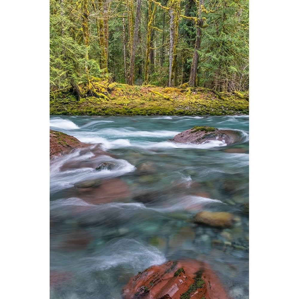 NF Skokomish River IV Poster Print by Kathy Mahan-VARPDXPSMHN918 Image 1