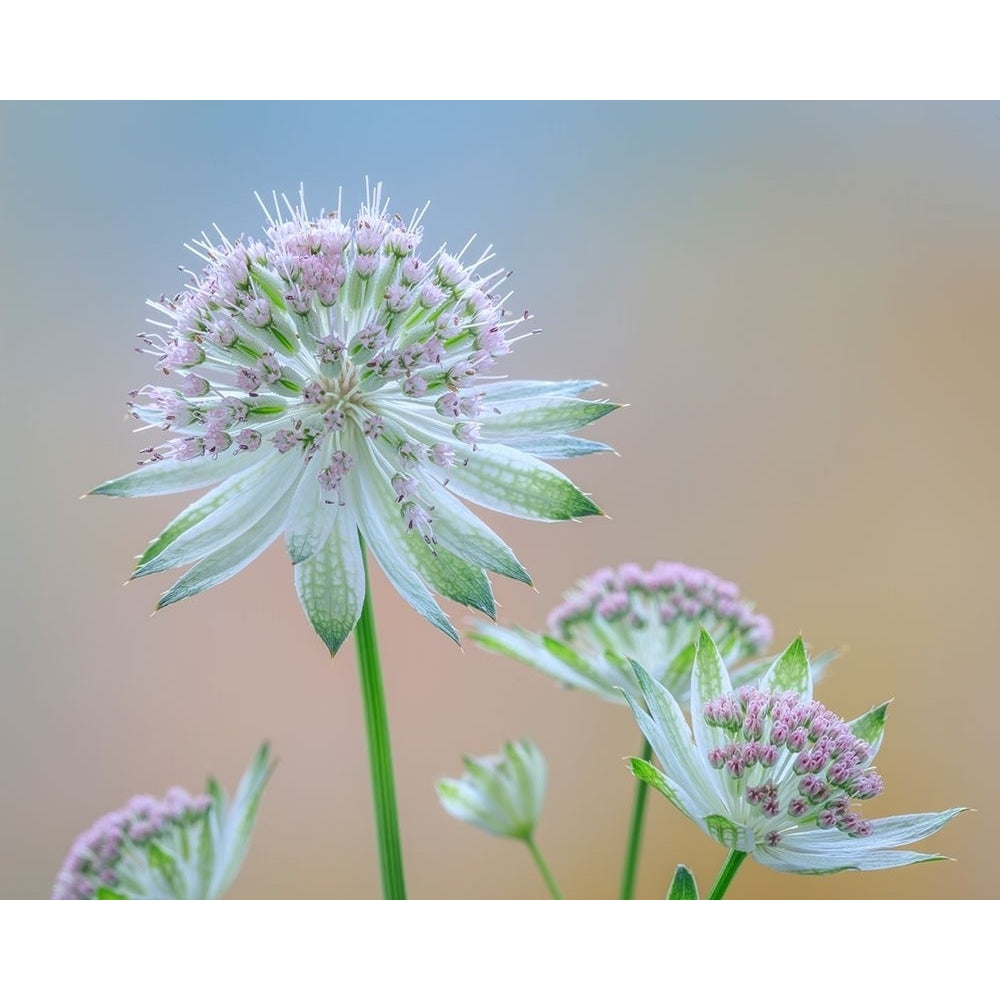 Astrantia Blossoms II Poster Print by Kathy Mahan-VARPDXPSMHN928 Image 1