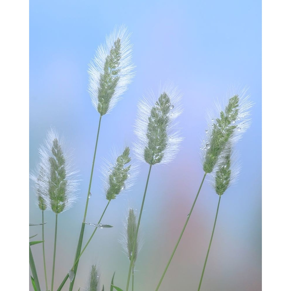 Going to Seed I Poster Print by Kathy Mahan-VARPDXPSMHN929 Image 1