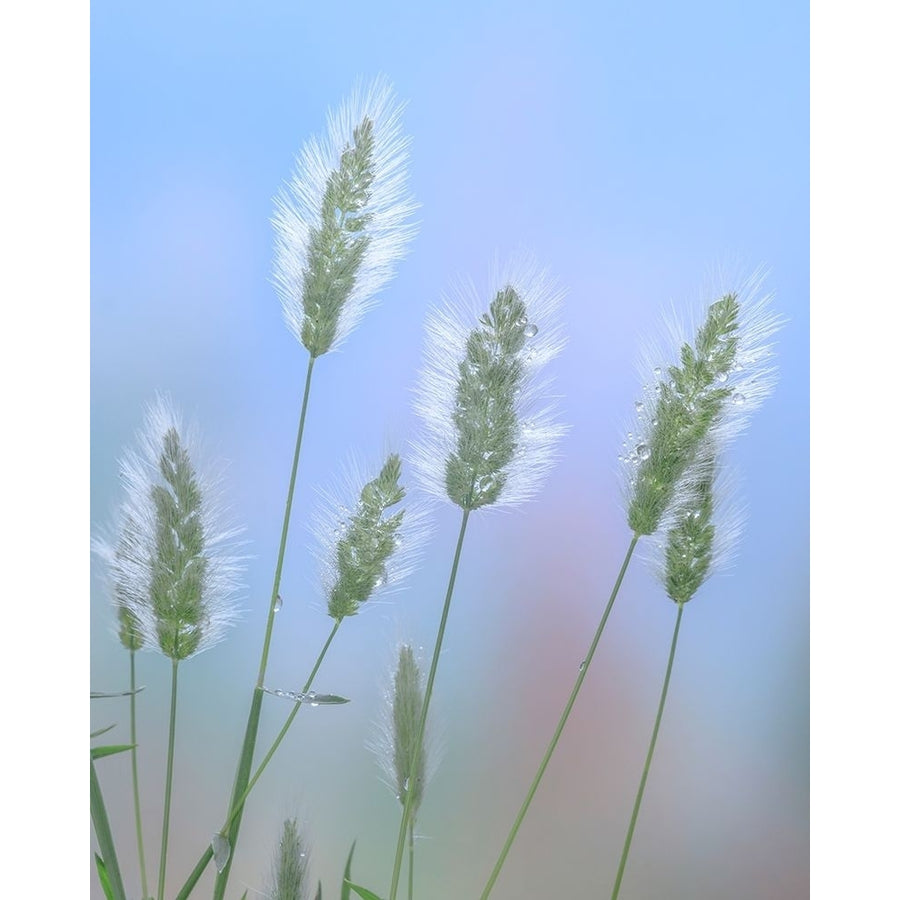 Going to Seed I Poster Print by Kathy Mahan-VARPDXPSMHN929 Image 1