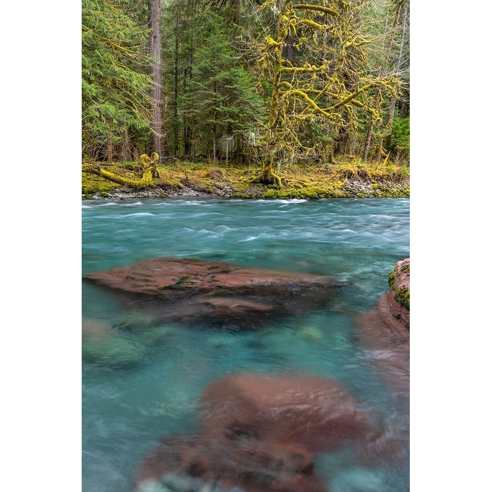 NF Skokomish River III Poster Print by Kathy Mahan-VARPDXPSMHN917 Image 1