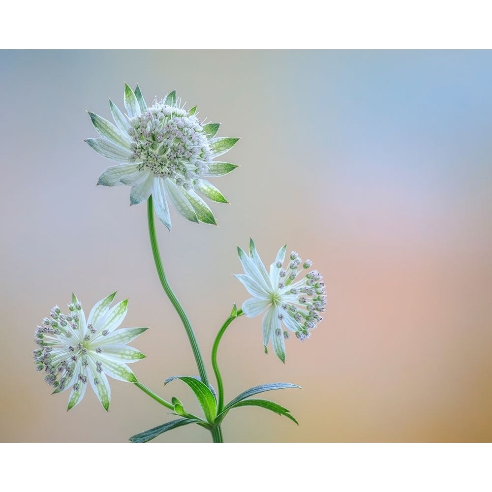 Astrantia Blossoms I Poster Print by Kathy Mahan-VARPDXPSMHN927 Image 1