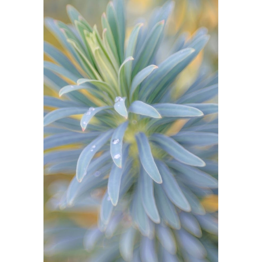 Euphorbia And Rain Drops I Poster Print - Kathy Mahan-VARPDXPSMHN948 Image 1