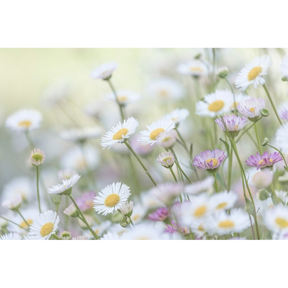 Santa Barbara Daisies II Poster Print - Kathy Mahan-VARPDXPSMHN971 Image 1