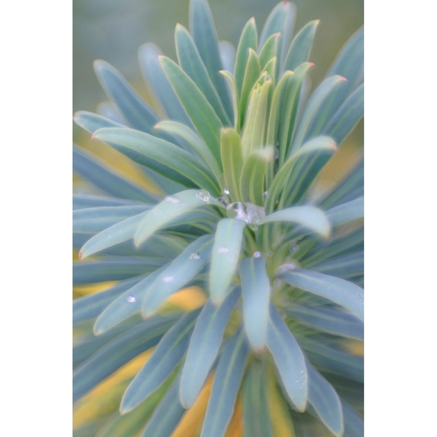 Euphorbia And Rain Drops II Poster Print - Kathy Mahan-VARPDXPSMHN949 Image 1