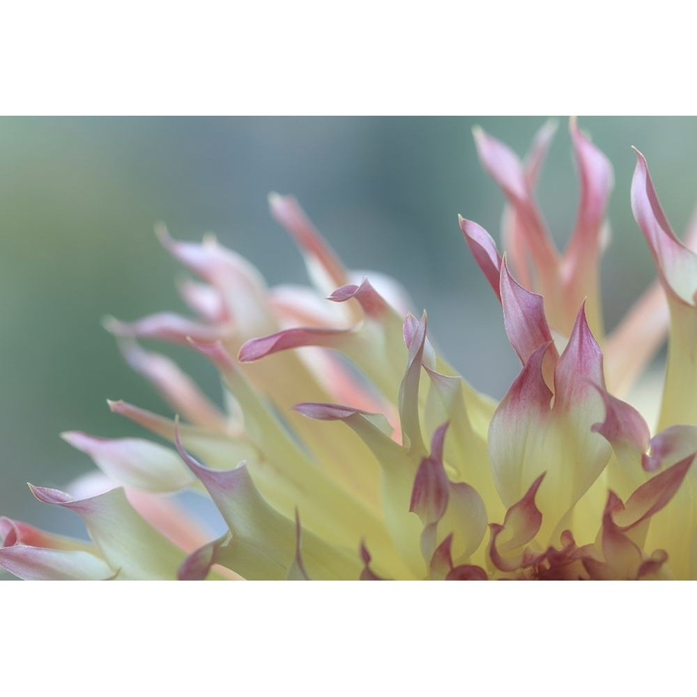 Dahlia Petals II Poster Print - Kathy Mahan-VARPDXPSMHN965 Image 1