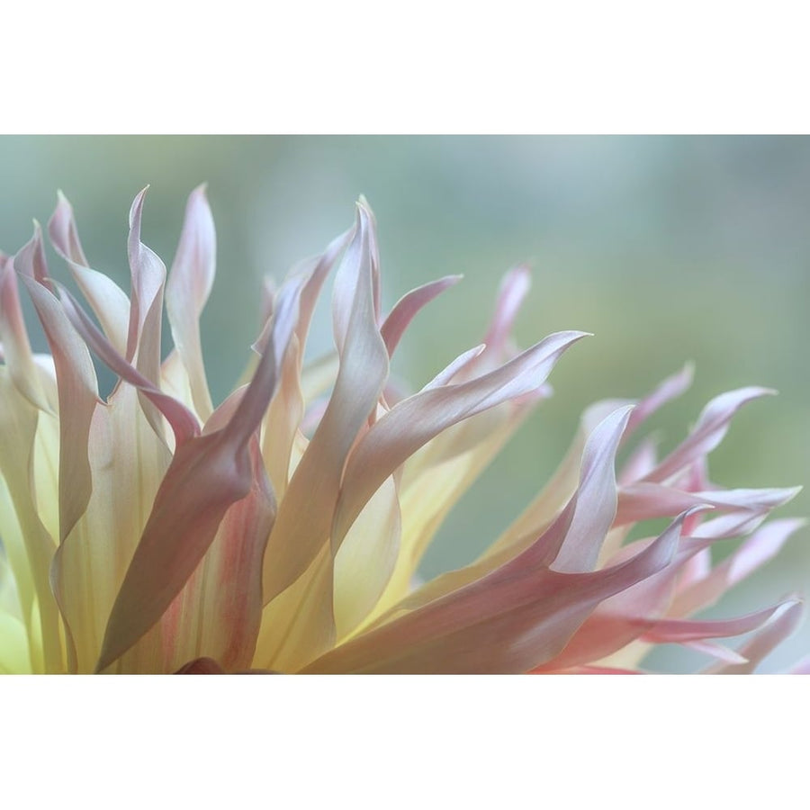 Dahlia Petals I Poster Print - Kathy Mahan-VARPDXPSMHN964 Image 1