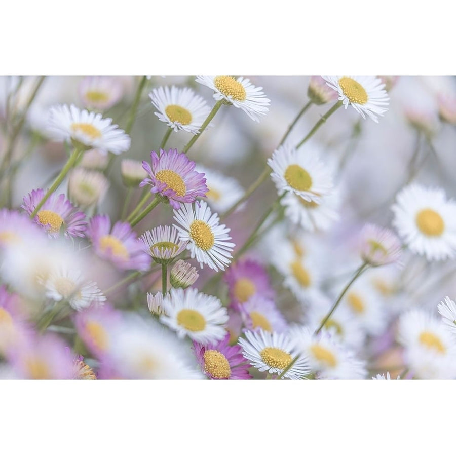 Santa Barbara Daisies I Poster Print - Kathy Mahan-VARPDXPSMHN970 Image 1