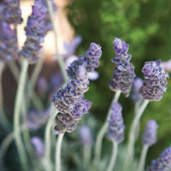 Lavender II Poster Print by Karyn Millet-VARPDXPSMLT127 Image 1