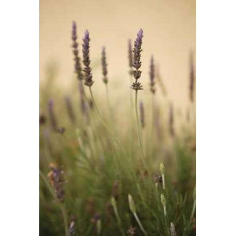 Lavender I Poster Print by Karyn Millet-VARPDXPSMLT126 Image 2