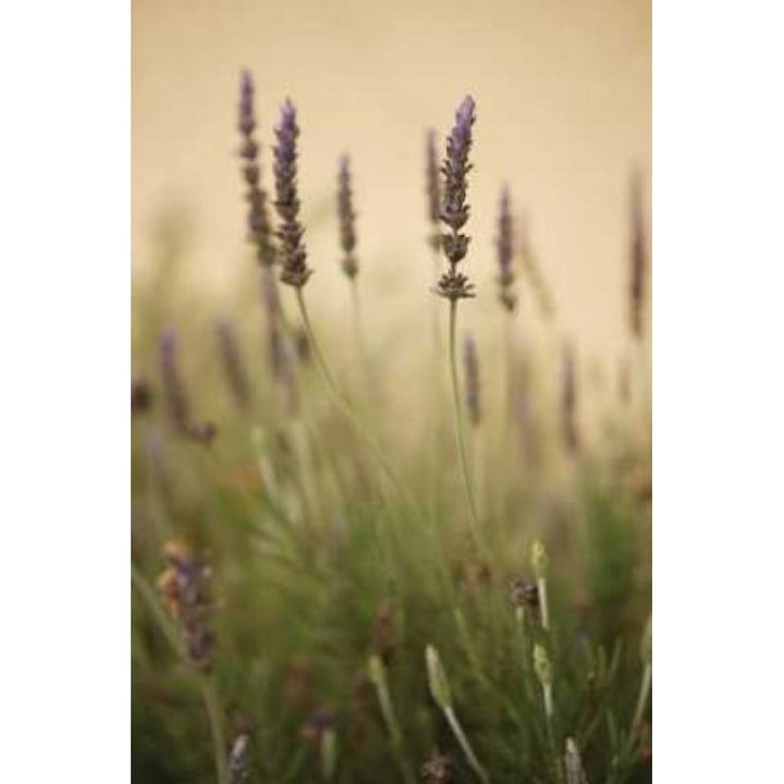 Lavender I Poster Print by Karyn Millet-VARPDXPSMLT126 Image 1