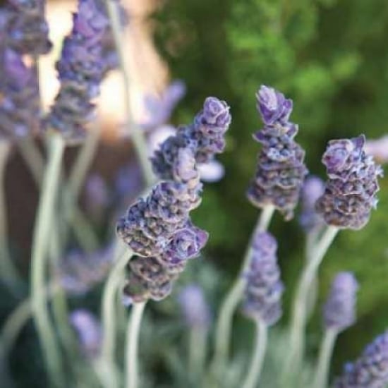 Lavender II Poster Print by Karyn Millet-VARPDXPSMLT127 Image 2